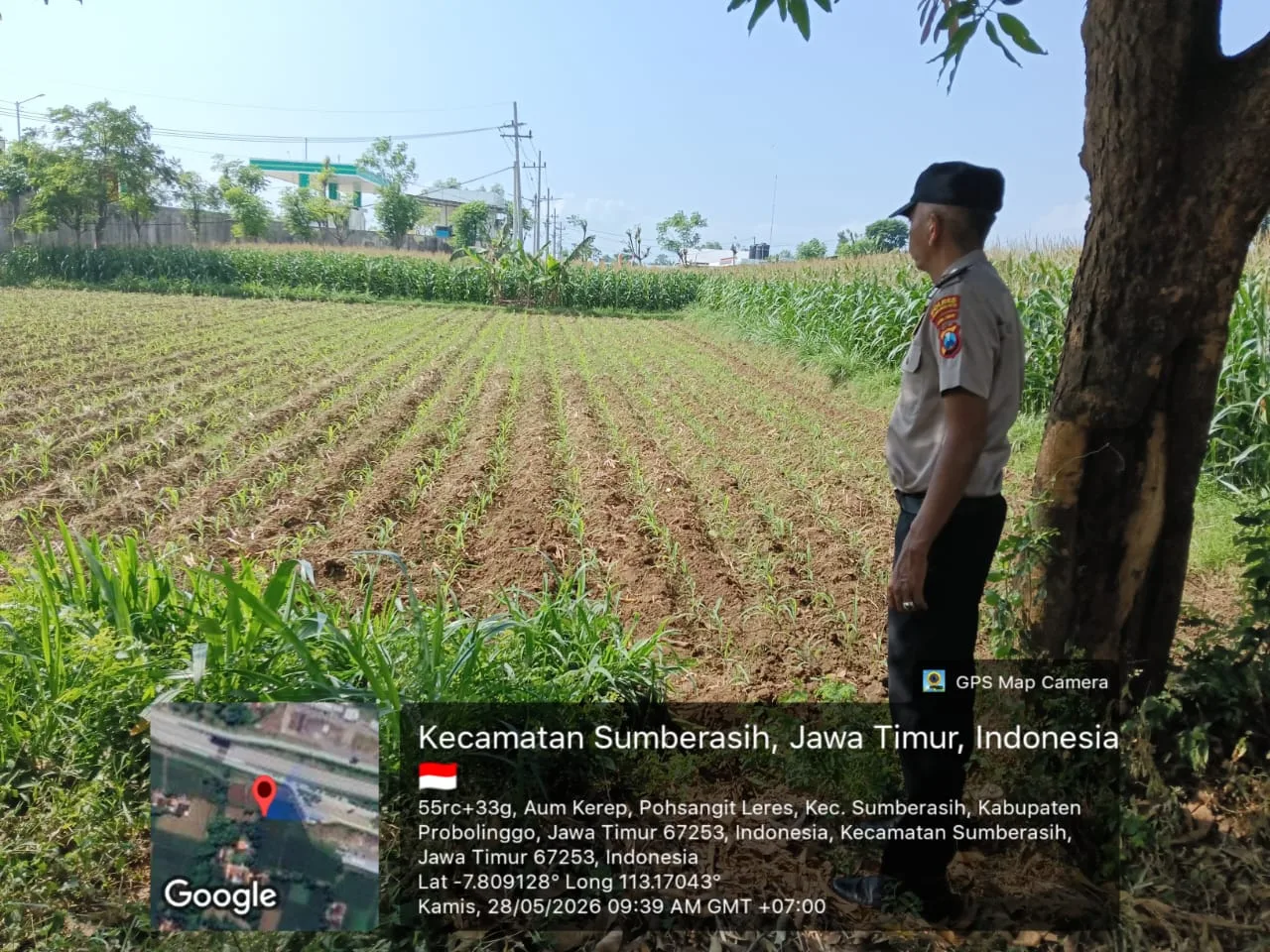 Polisi Turun ke Sawah Dampingi Petani Jagung di Probolinggo, Dukung Ketahanan Pangan Nasional