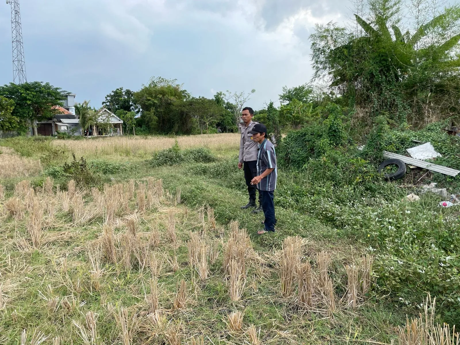 Polsek Tongas Monitoring Lahan Pertanian, Petani Diimbau Koordinasi dengan Bhabinkamtibmas Jika Ada Hama Tikus