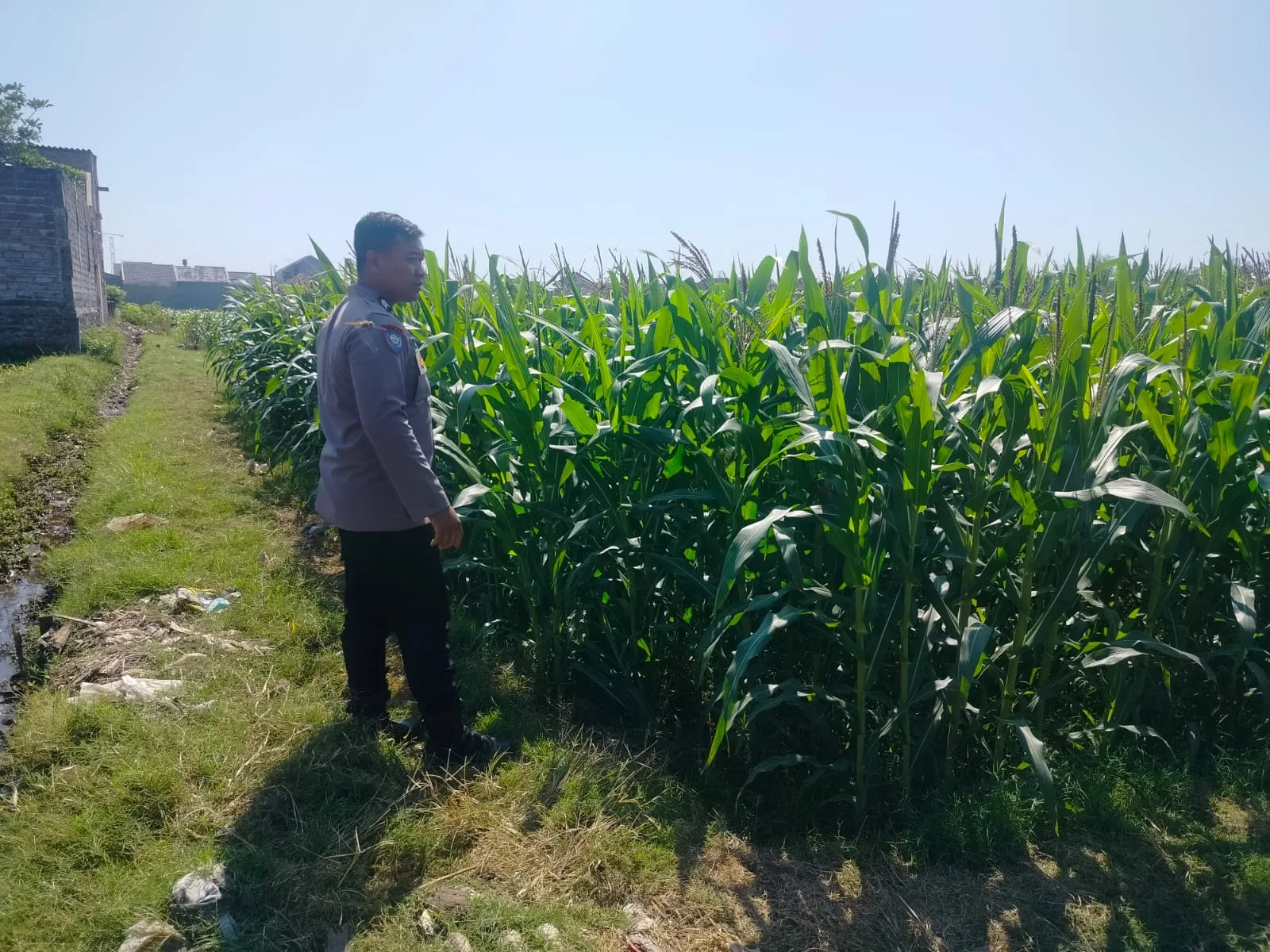 Polsubsektor Kanigaran Dampingi Petani Jagung, Perkuat Ketahanan Pangan dan Jaga Kamtibmas