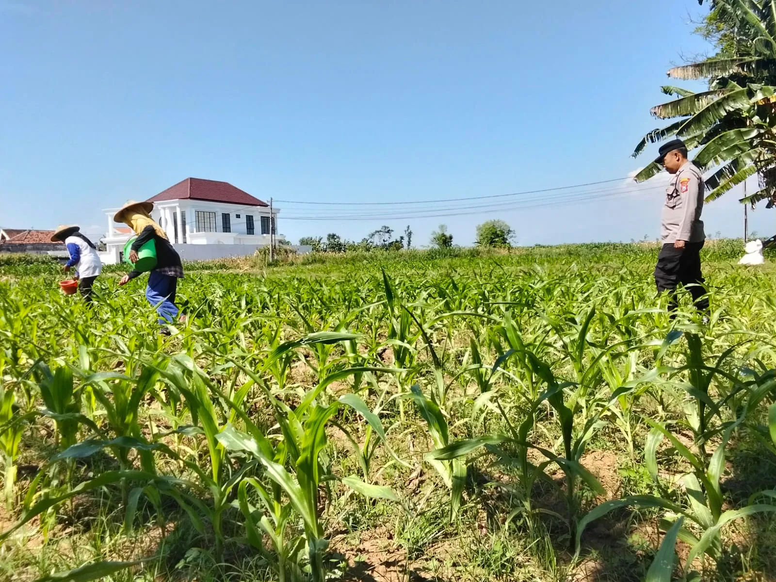 Polsek Sumberasih Dampingi Petani Kelola Lahan Jagung 5,5 Hektare, Wujudkan Ketahanan Pangan Nasional