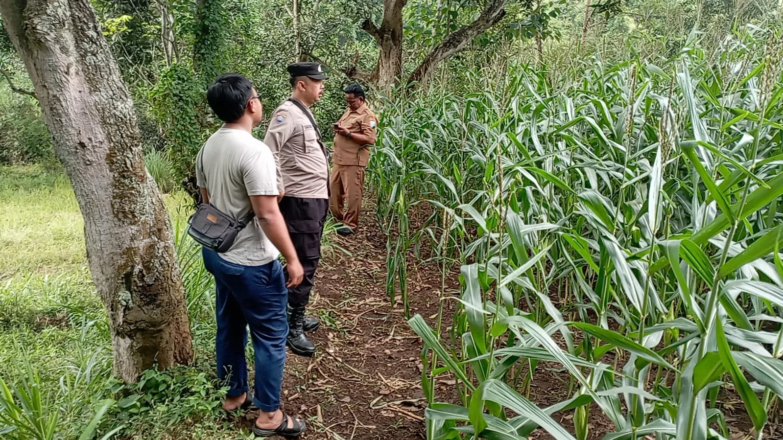 Polsek Tongas Monitoring Lahan Jagung Binaan, Pastikan Program Ketahanan Pangan Berjalan Optimal