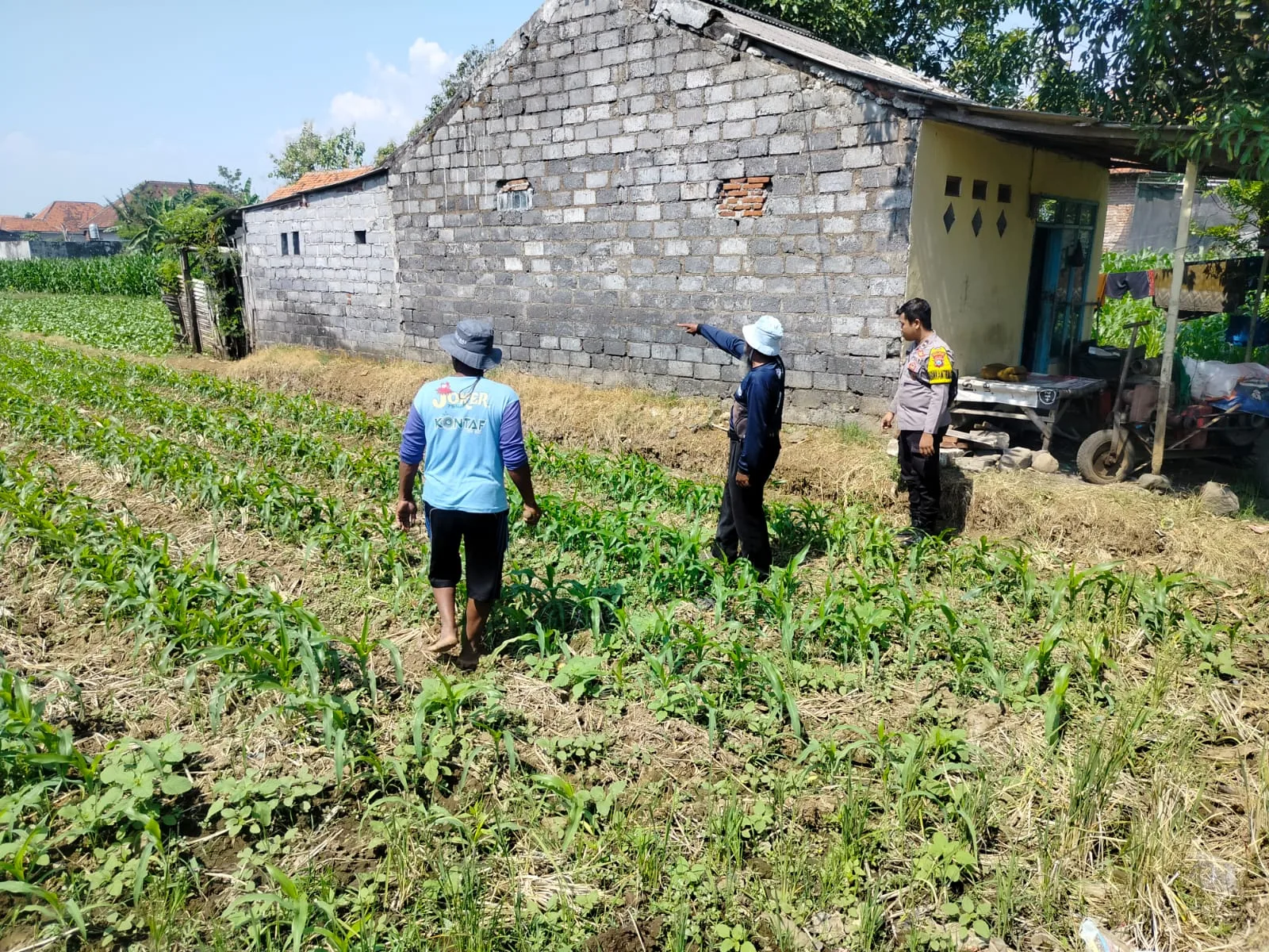 Polsubsektor Kanigaran Monitoring Lahan Jagung, Dukung Ketahanan Pangan Nasional dan Jaga Kamtibmas