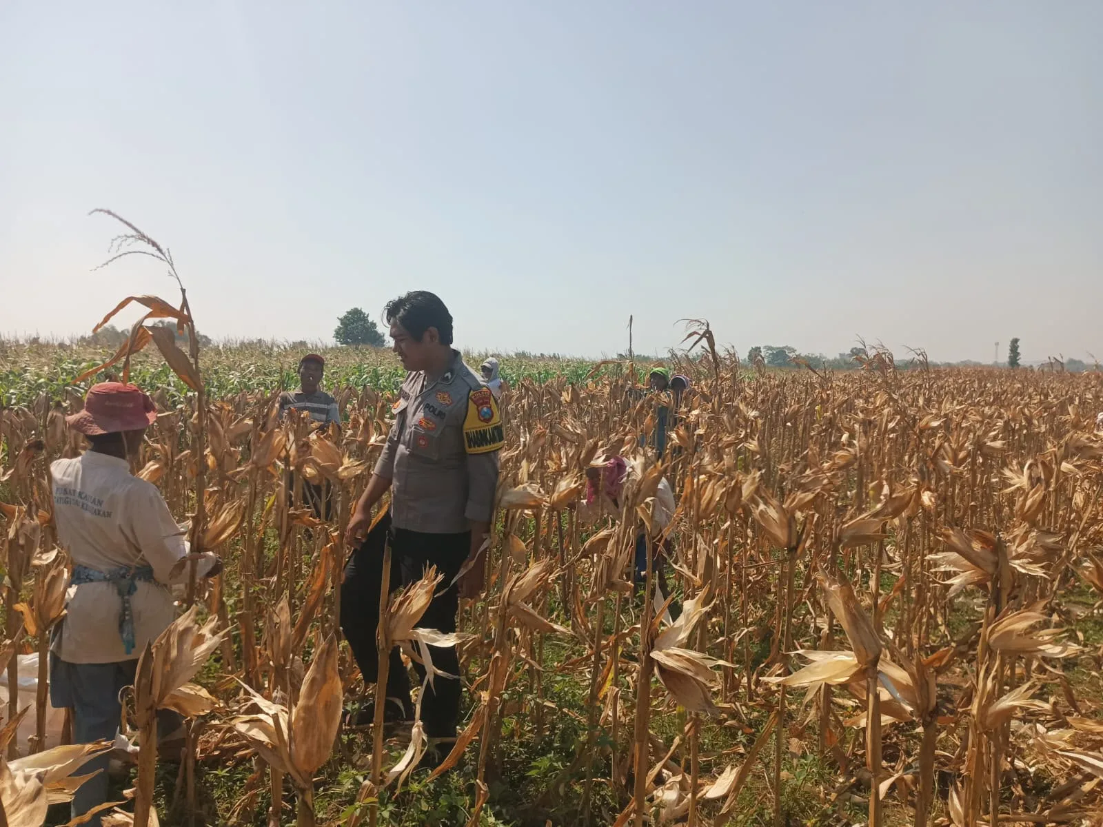 Dukung Ketahanan Pangan Nasional, Polsek Wonoasih Gelar Dialogis Bersama Petani di Probolinggo