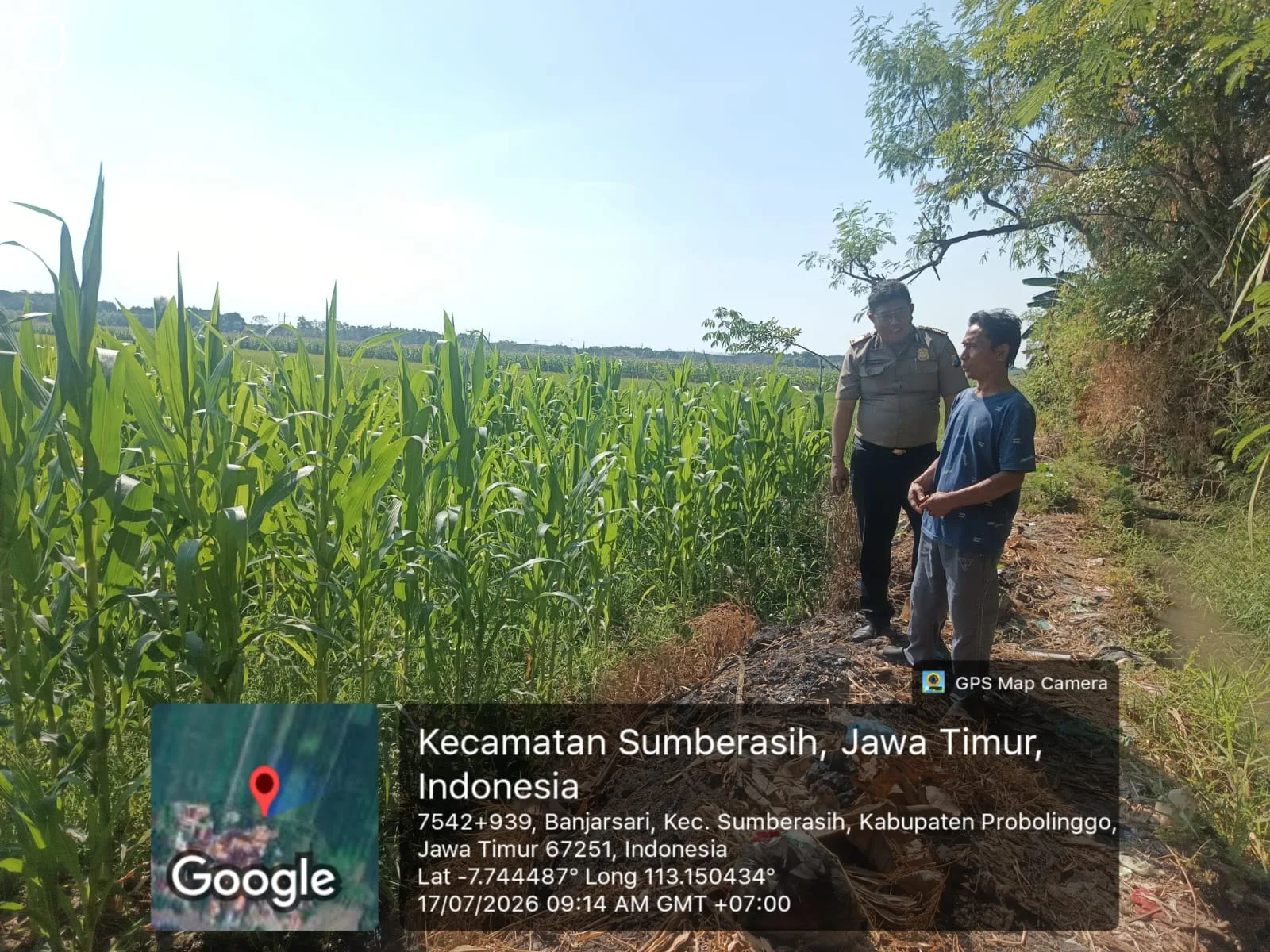 Polsek Sumberasih Dampingi Petani Jagung, Perkuat Ketahanan Pangan di Wilayah Binaan