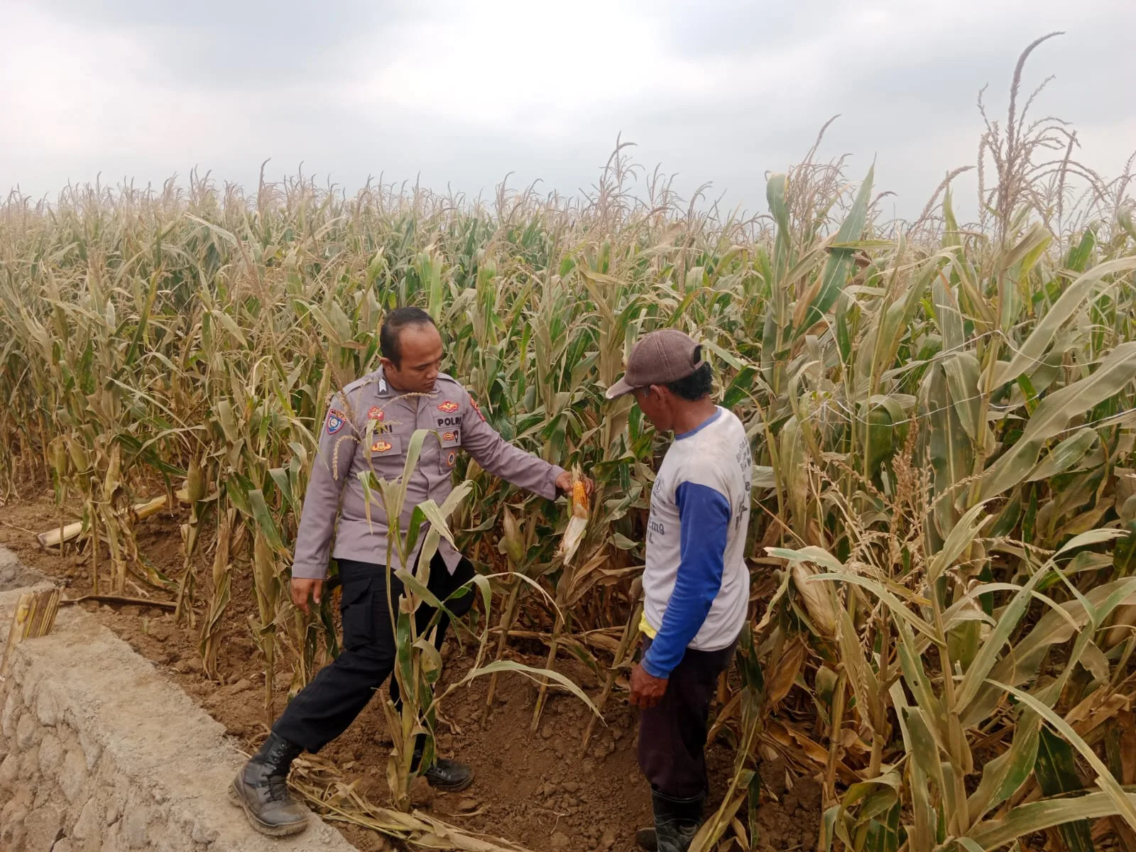 Polisi Sambangi Lahan Jagung di Sumberasih, Dukung Ketahanan Pangan