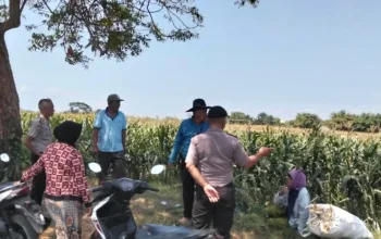 Polsek Sumberasih Aktif Pantau Lahan Jagung Binaan